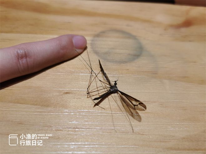 房间里为什么有飞蛾