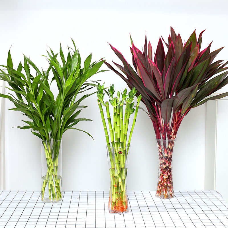 室内花草植物