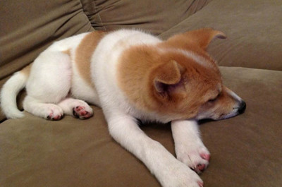 狗狗会做梦吗