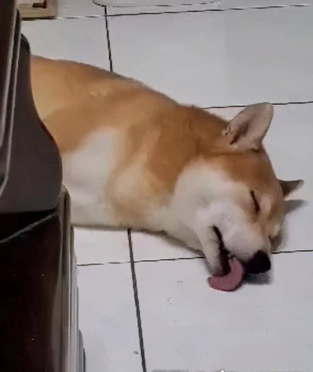 梦见吃自己的屎