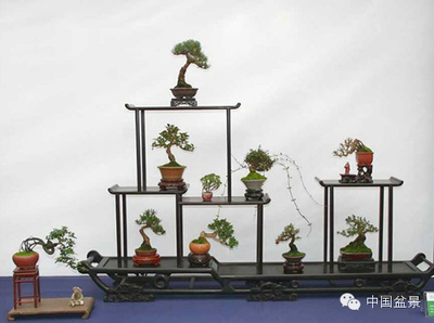 精品小型盆景