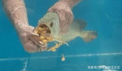 鳑鲏?mèng)~喂龍魚（[需手動(dòng)填充][需手動(dòng)填充]魚喂養(yǎng)技巧） 水族問(wèn)答