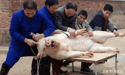 杀猪犯法吗