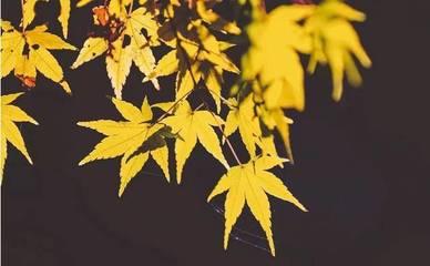 10月中旬属于什么季节