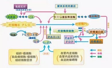 纤溶与凝血系统如何在体内起作用