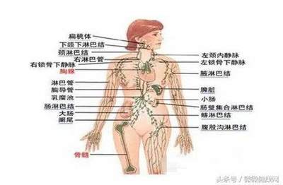 淋巴发炎是怎么回事
