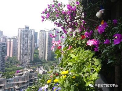 向阳花园