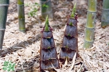 月子里能吃春笋吗
