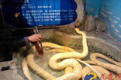 虎和蛇相配婚姻如何