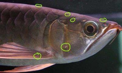 關(guān)于大白鯊的介紹英文翻譯(大白鯊魚英語怎么說) 大白鯊魚