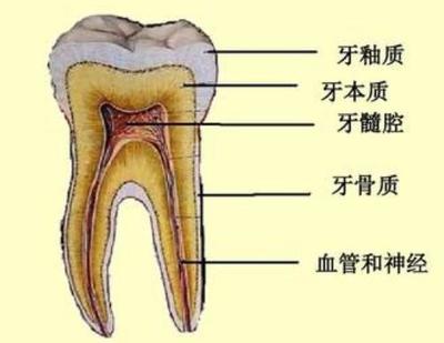 一个牙有多少神经