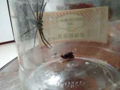 家里怎么有蟑螂