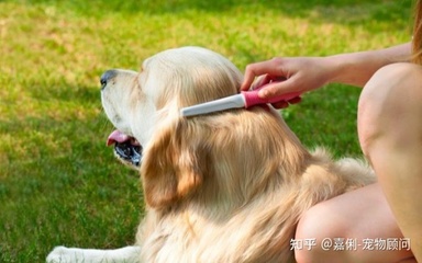 宠物掉毛用什么吸尘器