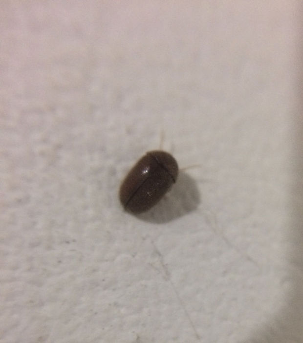室内有黑色硬壳小虫子
