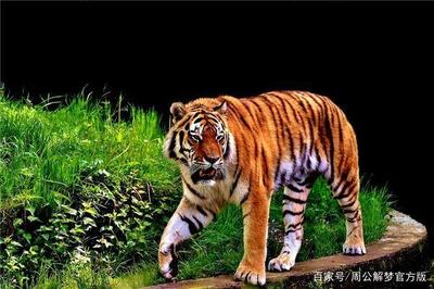 做梦被老虎追是什么意思