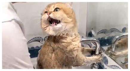 怀孕的猫咪可以洗澡吗