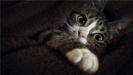 做梦梦见猫和老鼠