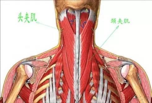 后背胀是怎么回事