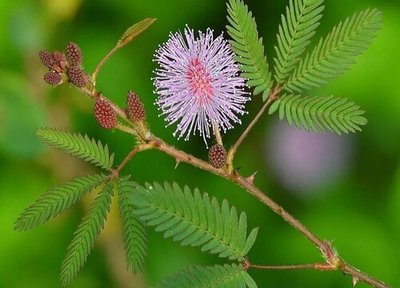 植物突然开花预兆风水