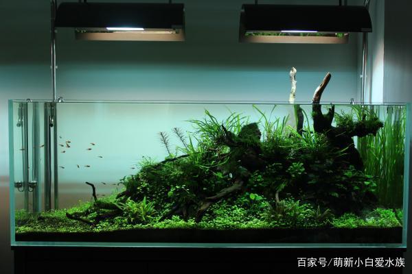 大连亮晶水族商行（大连亮晶晶环境清洁有限公司） 全国水族馆企业名录