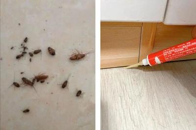 家里太多蟑螂了怎么办