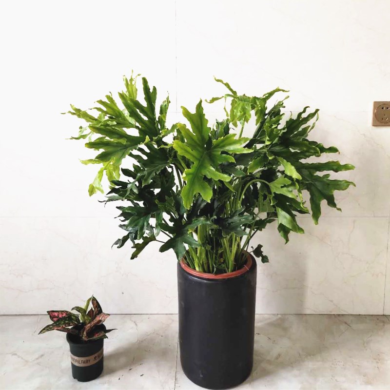 适合养在卫生间的植物