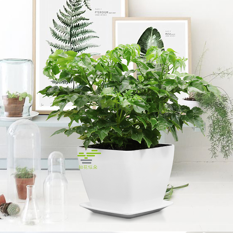 室内植物甲醛