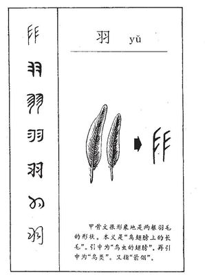 羽五行属什么