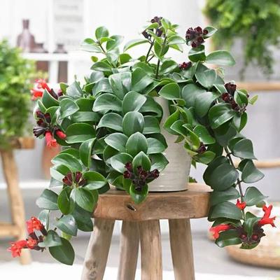 室内种植什么赚钱