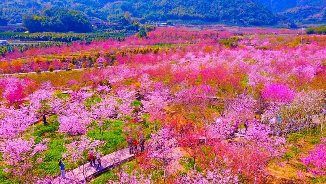 福建哪里可以看樱花