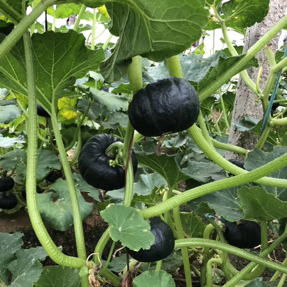小长南瓜做法大全家常