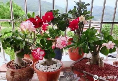 阳台花卉