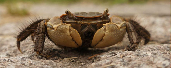 螃蟹离开水能活多久