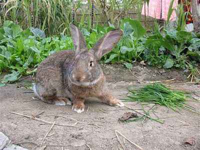 一般兔子牧草多少钱