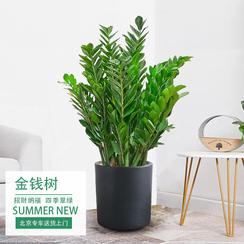 室内植物甲醛