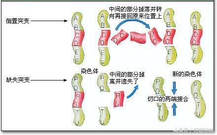 染色体会影响怀孕吗