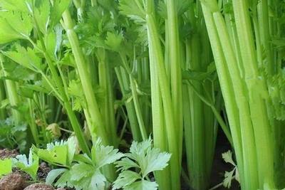 经常吃芹菜可以减肥吗