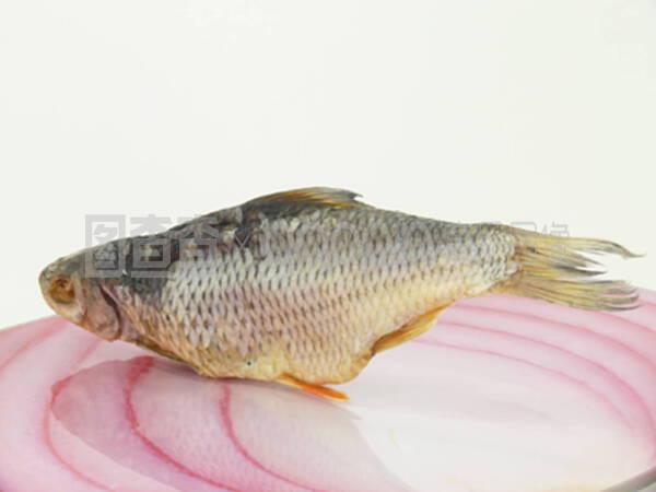 马尾鱼