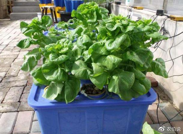 阳台种菜如何施肥