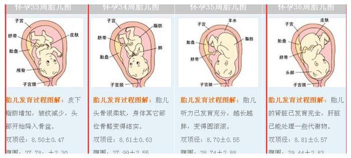 33周胎儿发育情况