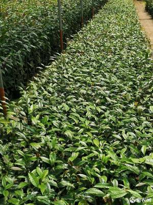 茶叶苗品种大全