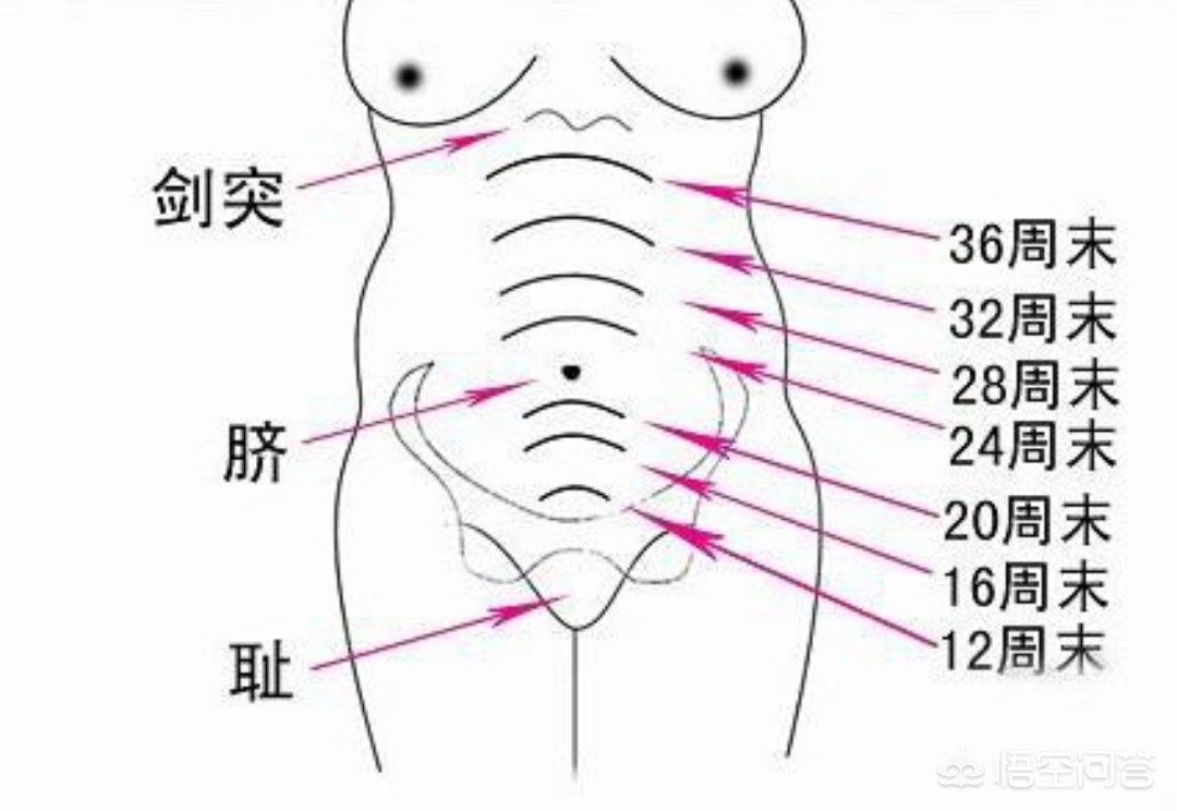 怀孕17周宫高多少正常