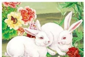属兔今年桃花运如何