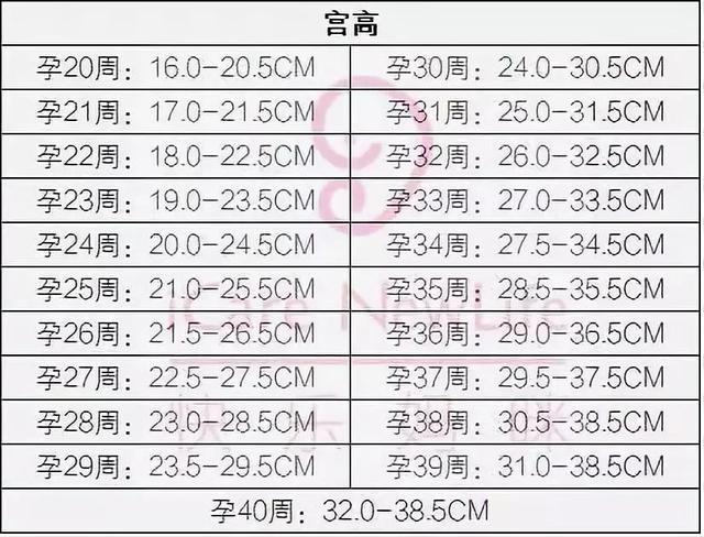 15周的宫高腹围多少