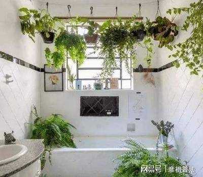 厨房对卫生间的植物