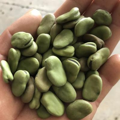 鱼草的制作方法