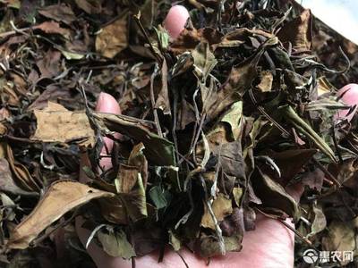 福建福鼎白茶