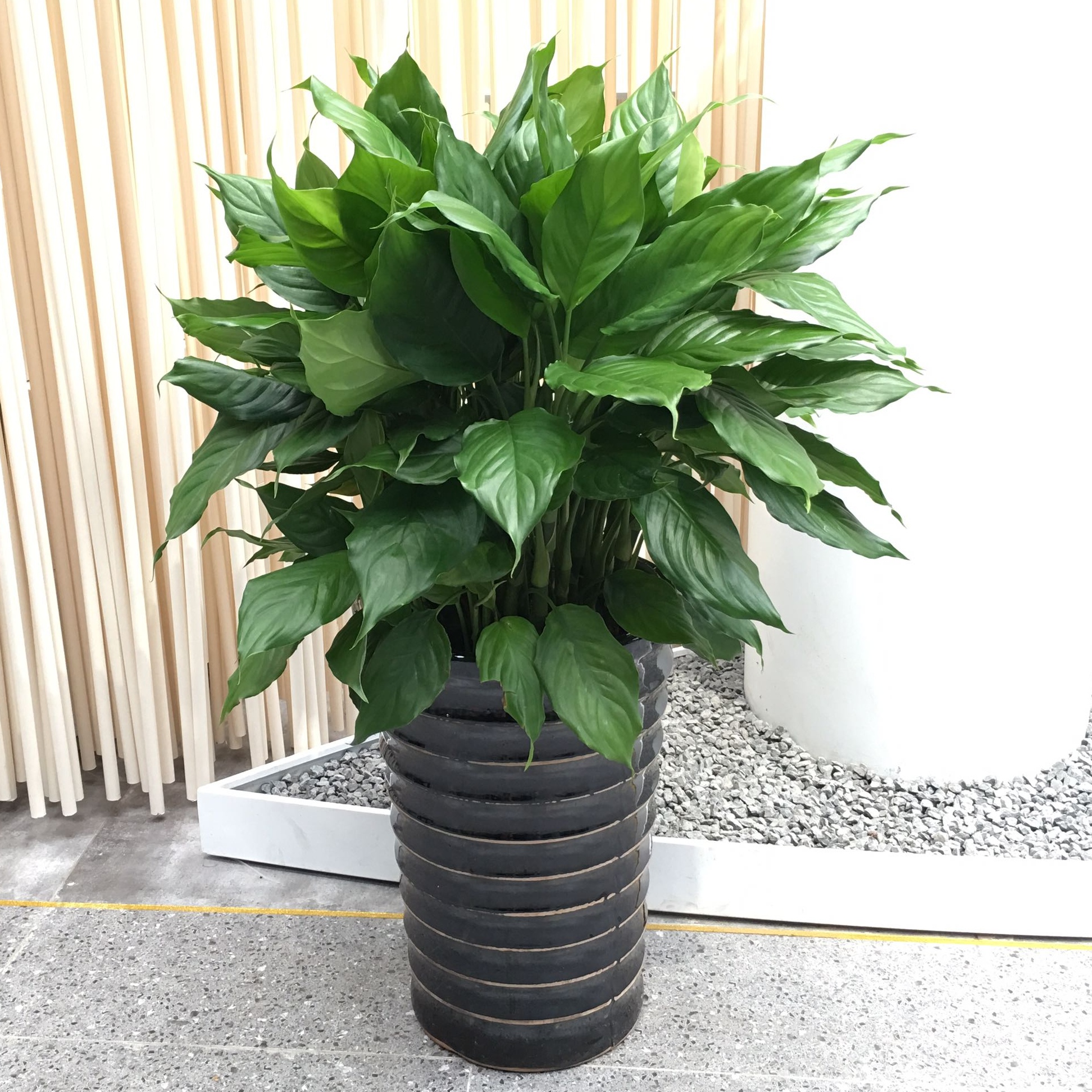 绿植室内盆栽