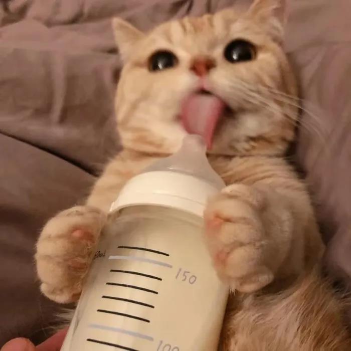 猫可以喝人奶粉吗