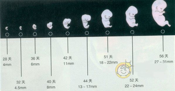 怀孕多少周算是足月胎儿